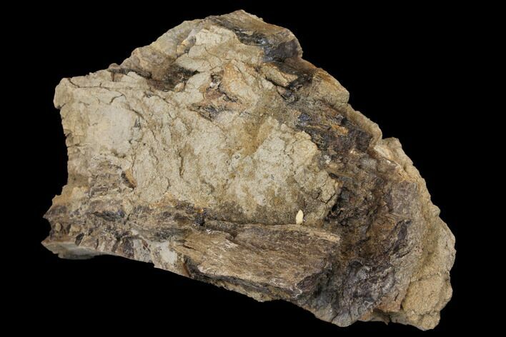 Unprepared Hadrosaur (Edmontosaur) Femur Section #120063